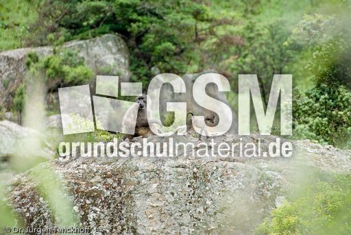 Tschakma Pavian (36 von 48).jpg